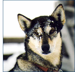 Sled Dog